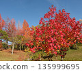 楓香樹的秋葉 135999695