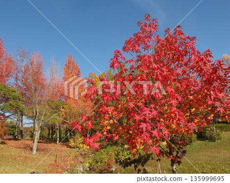 Autumn leaves of sweetgum Autumn leaves of sweetgum 135999695