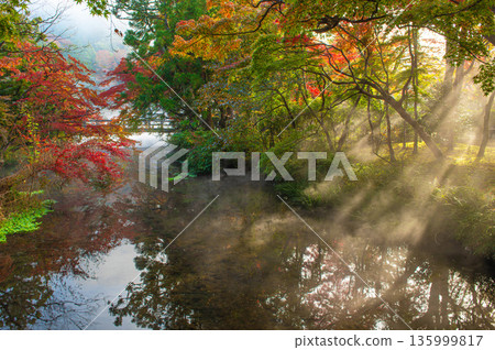 金林湖周圍晨霧繚繞，陽光灑下斑駁光影。 135999817