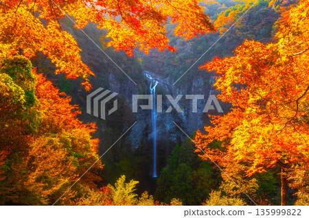 Fukino Falls in autumn as seen from the observation deck Fukino Falls in autumn as seen from the observation deck 135999822