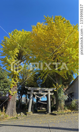 Ginkgo trees at Goryosha Shrine (Yufuincho, Yufu City) 135999837