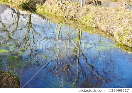 Blue sky and tree trunks reflected on the surface of the Tade River 135999917
