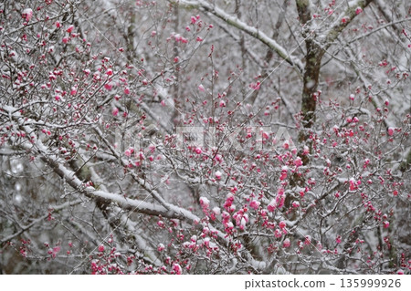 降雪和紅梅 135999926