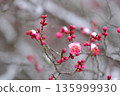 snowfall and red plum 135999930