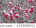 snowfall and red plum 135999931