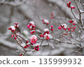 snowfall and red plum 135999932