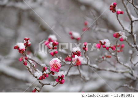 降雪和紅梅 135999932