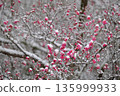 snowfall and red plum 135999933