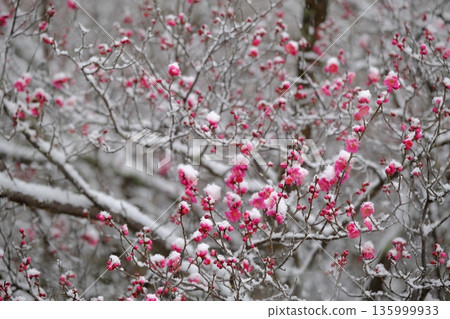 snowfall and red plum 135999933