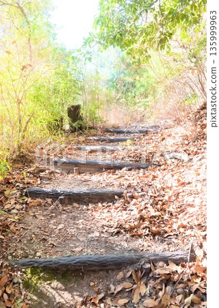 通往山頂的森林小徑 135999963