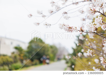 Cherry blossoms on the banks of the Muko River Cherry blossoms on the banks of the Muko River 136000005
