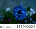 blue flower	 136000024