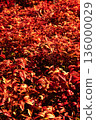 Red leaves 136000029