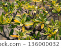Yellow or green leaves 136000032
