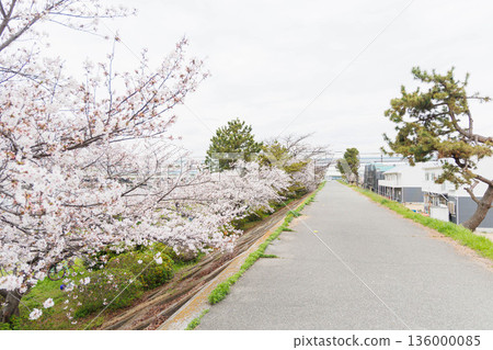 穆科河岸邊的櫻花 136000085