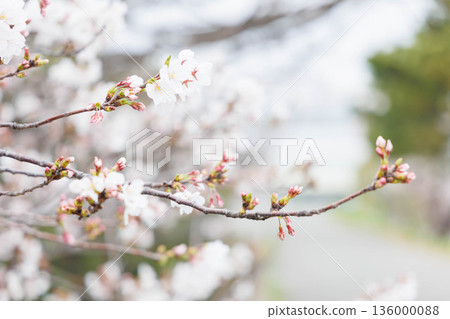 Cherry blossoms on the banks of the Muko River Cherry blossoms on the banks of the Muko River 136000088