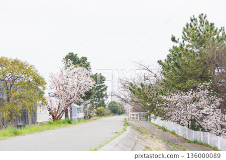 穆科河岸邊的櫻花 穆科河岸邊的櫻花 136000089