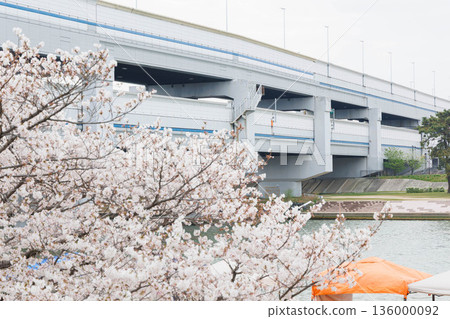 穆科河岸邊的櫻花 穆科河岸邊的櫻花 136000092