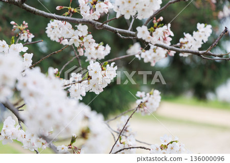 Cherry blossoms on the banks of the Muko River Cherry blossoms on the banks of the Muko River 136000096