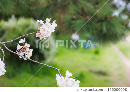 穆科河岸邊的櫻花 136000098