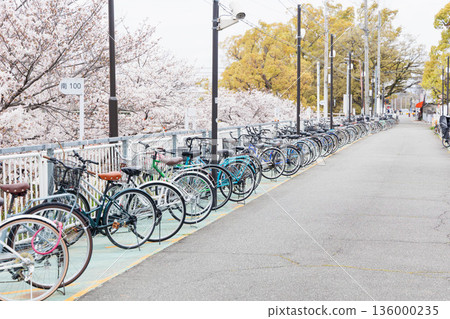 Cherry blossoms at Mukogawa Station parking lot Cherry blossoms at Mukogawa Station parking lot 136000235