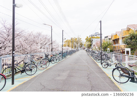 Cherry blossoms at Mukogawa Station parking lot 136000236