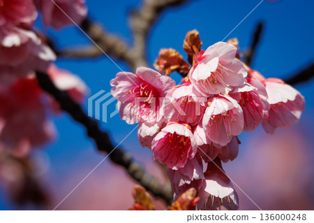 湛藍的天空映襯著艷麗的粉紅寒暄櫻。 136000248