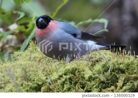 A lie that I came across on a winter forest road A lie that I came across on a winter forest road 136000329