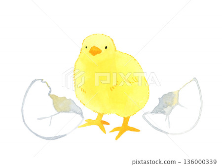 小雞破殼而出 手繪水彩插圖 136000339