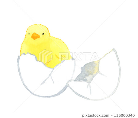 Chick hatched from egg Hand-drawn watercolor illustration Chick hatched from egg Hand-drawn watercolor illustration 136000340