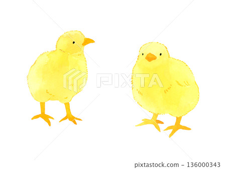 一組可愛的小雞－手繪水彩插圖 136000343