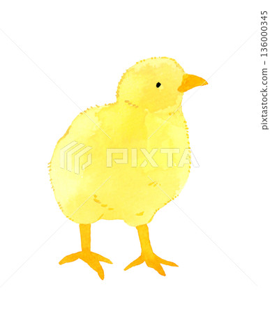 Cute chick hand-drawn watercolor illustration Cute chick hand-drawn watercolor illustration 136000345