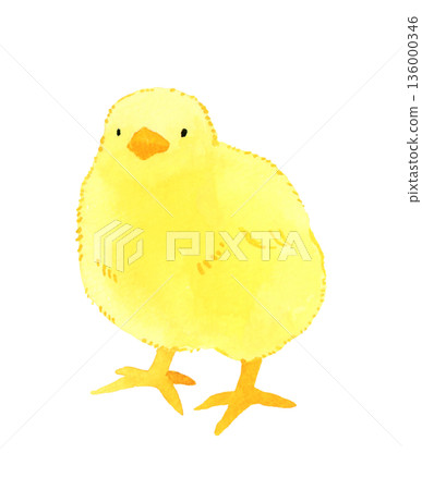 Cute chick hand-drawn watercolor illustration 136000346