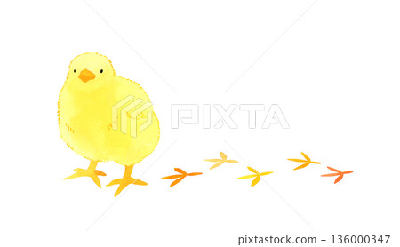 可愛的小雞走路留下腳印——手繪水彩插圖 136000347