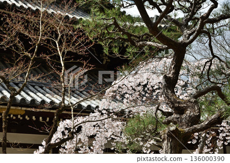 今魔野觀音寺 - 正殿、垂枝櫻花和松樹(京都市東山區) 今魔野觀音寺 - 正殿、垂枝櫻花和松樹(京都市東山區) 136000390