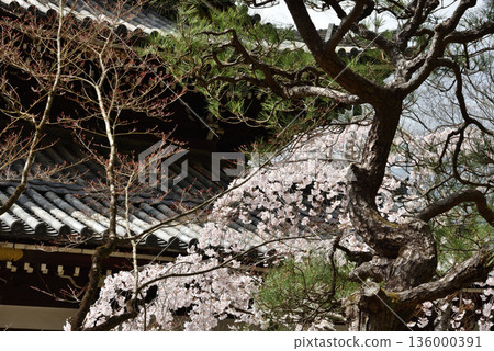 今魔野觀音寺 - 正殿、垂枝櫻花和松樹(京都市東山區) 今魔野觀音寺 - 正殿、垂枝櫻花和松樹(京都市東山區) 136000391