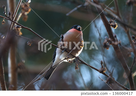 A lie that I came across on a winter forest road 136000417