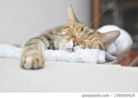 Relaxed expression of a napping cat Relaxed expression of a napping cat 136000429