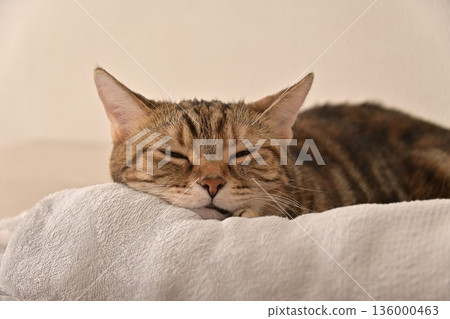 Relaxed expression of a napping cat Relaxed expression of a napping cat 136000463