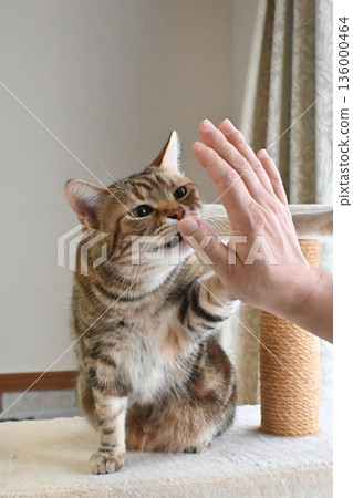 Cat greeting with a high five Cat greeting with a high five 136000464