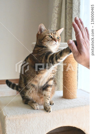 Cat greeting with a high five 136000465