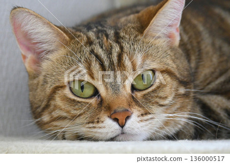 一隻貓盯著你 136000517