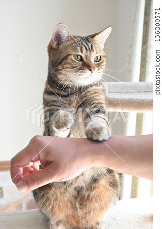 Cat greeting with a high five Cat greeting with a high five 136000571