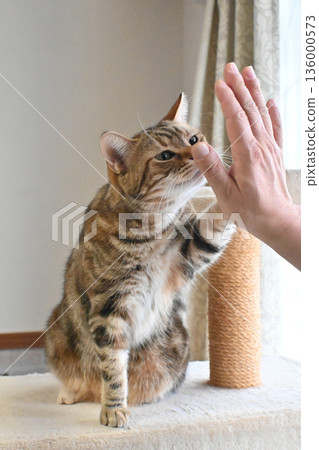 Cat greeting with a high five Cat greeting with a high five 136000573