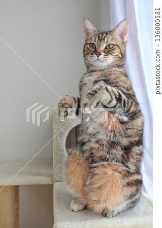 Cute cat standing up Cute cat standing up 136000581