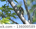 Summer scenery 01 with a cicada resting on a tree under the blue sky 136000589