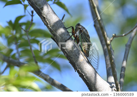 Summer scenery 01 with a cicada resting on a tree under the blue sky Summer scenery 01 with a cicada resting on a tree under the blue sky 136000589
