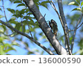 Summer scenery 02 with a cicada resting on a tree under the blue sky 136000590