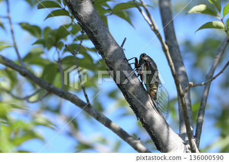 夏日美景02：藍天下，蟬棲息在樹上 136000590