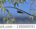 Summer scenery 03 with a cicada resting on a tree under the blue sky 136000591